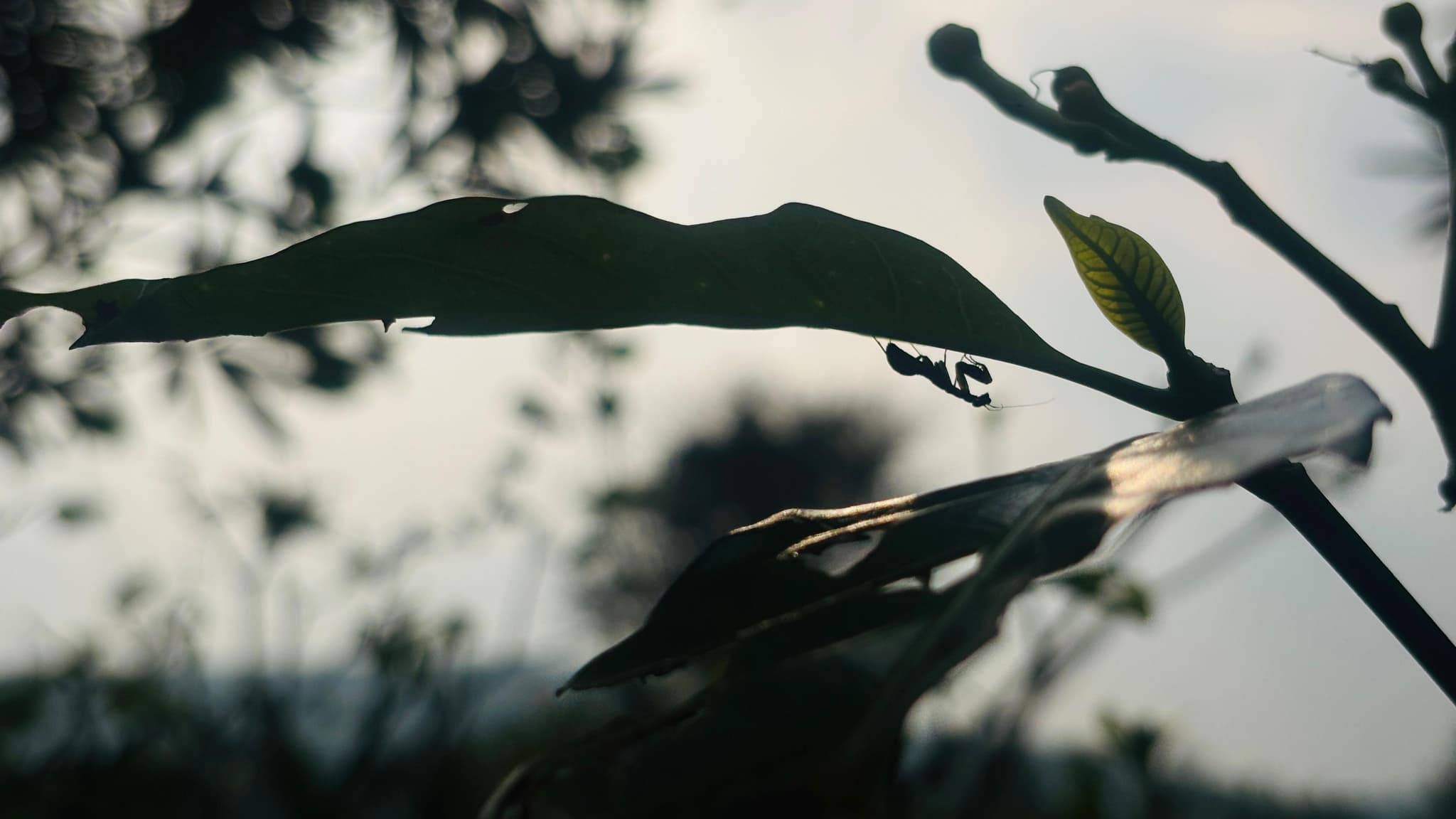 Macro details
